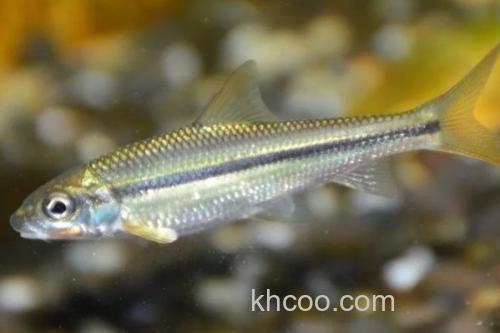 银色颌须鮈是什么鱼？_3