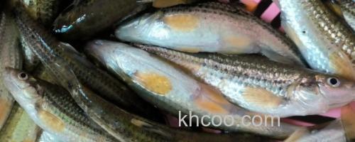 银色颌须鮈是什么鱼？_0