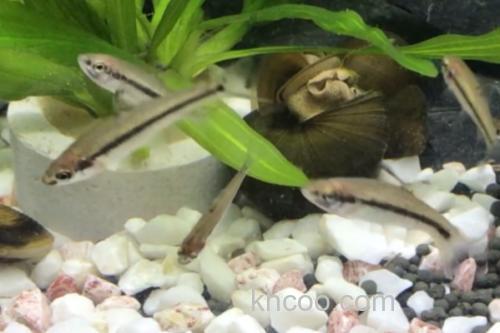 银色颌须鮈是什么鱼？_1