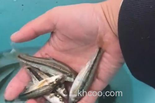 西湖颌须鮈是什么鱼？_2