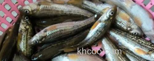 西湖颌须鮈是什么鱼？_0