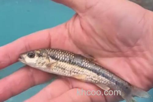 西湖颌须鮈是什么鱼？_1