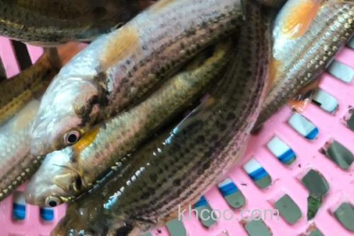 西湖颌须鮈是什么鱼？_3