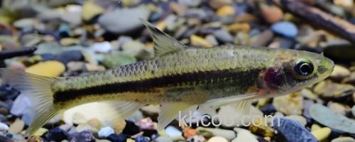 短须颌须鮈是什么鱼？_0