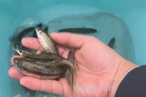 短须颌须鮈是什么鱼？_3