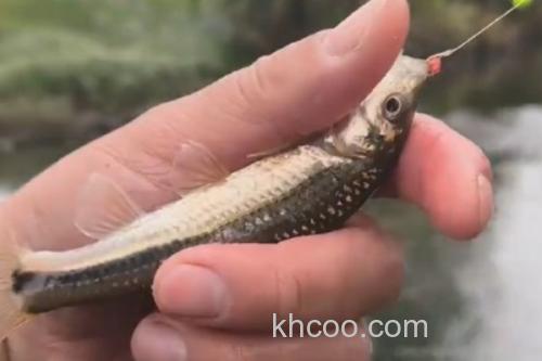 短须颌须鮈是什么鱼？_2