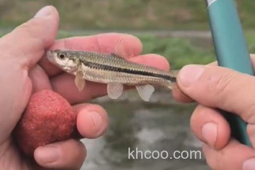 短须颌须鮈是什么鱼？_1