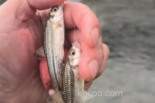 点纹颌须鮈是什么鱼？_2