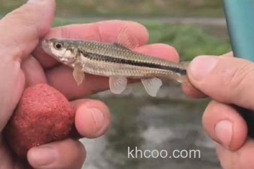 点纹颌须鮈是什么鱼？_1