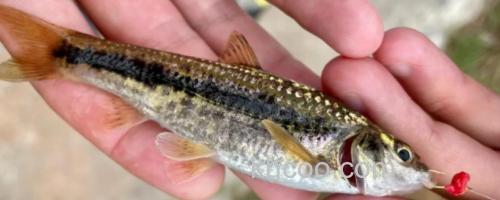 点纹颌须鮈是什么鱼？_0