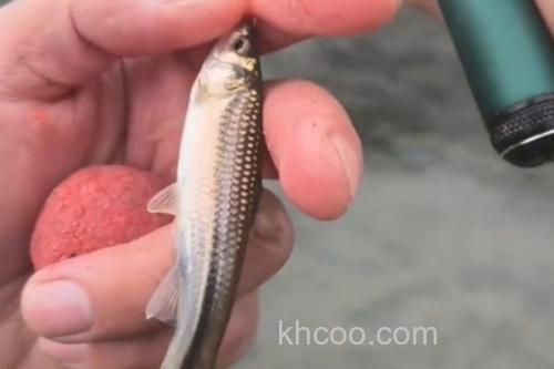 点纹颌须鮈是什么鱼？_3