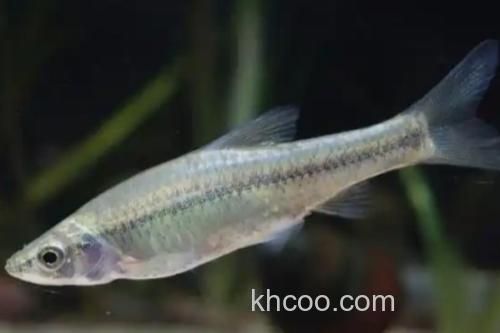 多纹颌须鮈是什么鱼？_1