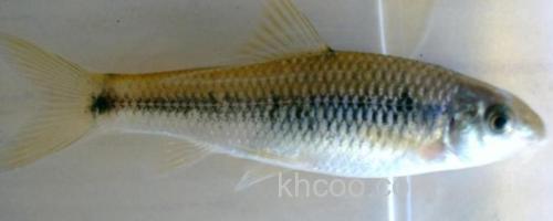 多纹颌须鮈是什么鱼？_0