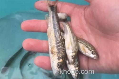 多纹颌须鮈是什么鱼？_2