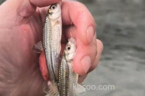 多纹颌须鮈是什么鱼？_3