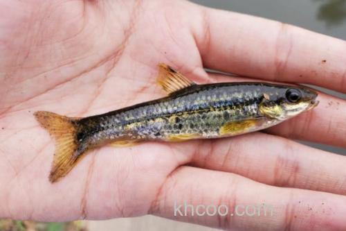 嘉陵颌须鮈是什么鱼？_1