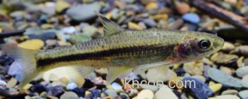 嘉陵颌须鮈是什么鱼？_0