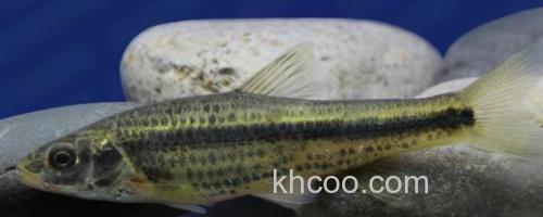 中间颌须鮈是什么鱼？_0