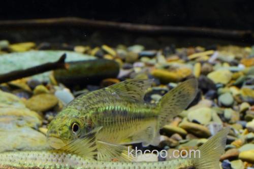 中间颌须鮈是什么鱼？_1