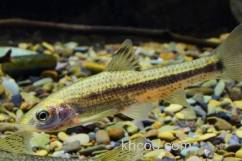 嘉陵颌须鮈是什么鱼？_2