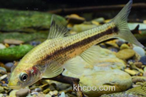 嘉陵颌须鮈是什么鱼？_3