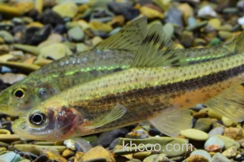 中间颌须鮈是什么鱼？_2