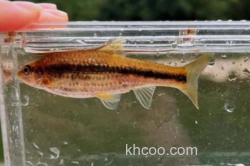 中间颌须鮈是什么鱼？_3