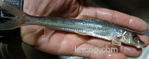 蛇鮈是什么鱼？_0