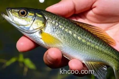 蛇鮈是什么鱼？_3