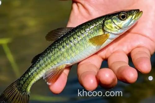 蛇鮈是什么鱼？_2