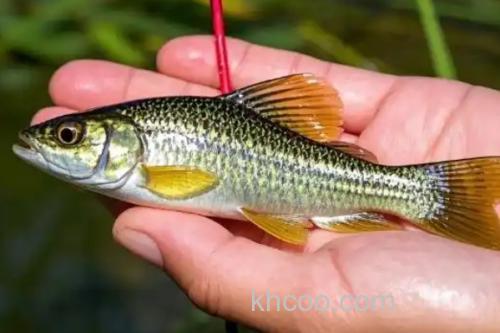 蛇鮈是什么鱼？_1