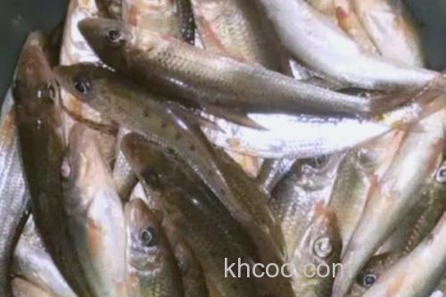 细尾蛇鮈是什么鱼？_1