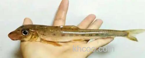 细尾蛇鮈是什么鱼？_0