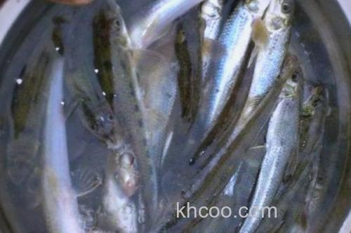 细尾蛇鮈是什么鱼？_2