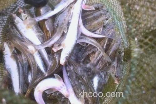 细尾蛇鮈是什么鱼？_3