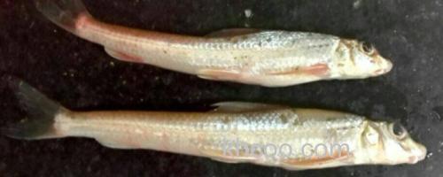 程海蛇鮈是什么鱼？_0