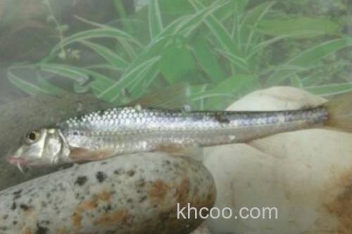 程海蛇鮈是什么鱼？_2