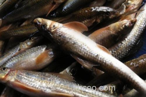 程海蛇鮈是什么鱼？_1