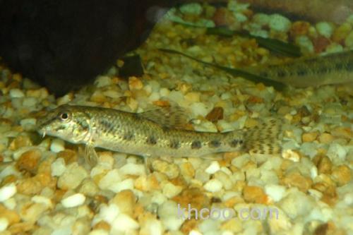 程海蛇鮈是什么鱼？_3