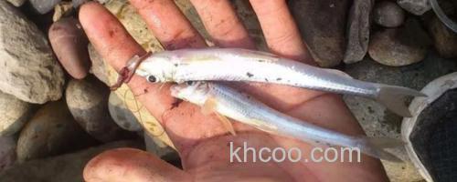 湘江蛇鮈是什么鱼？_0