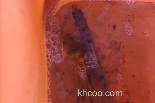 湘江蛇鮈是什么鱼？_2