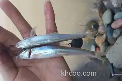 湘江蛇鮈是什么鱼？_1