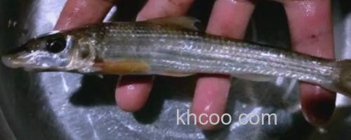 无斑蛇鮈是什么鱼？_0