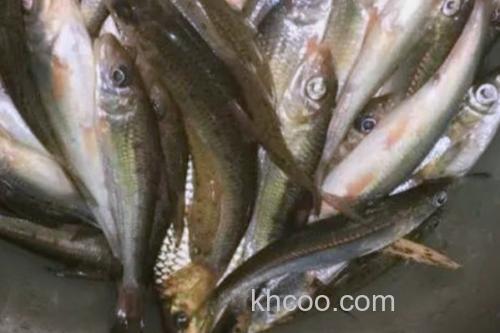 湘江蛇鮈是什么鱼？_3