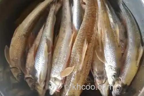 无斑蛇鮈是什么鱼？_2