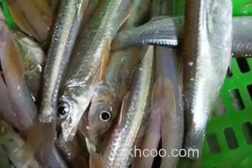 无斑蛇鮈是什么鱼？_3