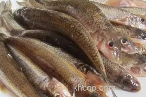 无斑蛇鮈是什么鱼？_1