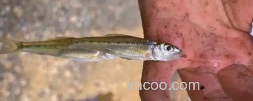 斑点蛇鮈是什么鱼？_0