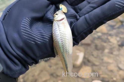 斑点蛇鮈是什么鱼？_1