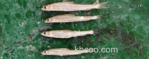 光唇蛇鮈是什么鱼？_0